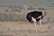 Struthio-camelus003.Masai-Mara.Kenia_.12.12.2014