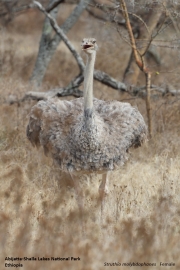Struthio-molybdophanes006.Female.Abijatta-Shalla-Lakes-N.P.Ethiopia.8.12.2019