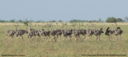 Struthio-molybdophanes011.Aledeghi-Wildlife-Reserve.Ethiopia.27.11.2019