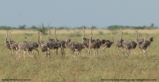 Struthio-molybdophanes012.Aledeghi-Wildlife-Reserve.Ethiopia.27.11.2019
