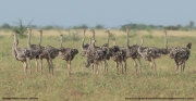 Struthio-molybdophanes013.Aledeghi-Wildlife-Reserve.Ethiopia.27.11.2019