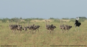 Struthio-molybdophanes015.Aledeghi-Wildlife-Reserve.Ethiopia.27.11.2019