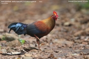 013.114.Gallus_lafayettii001.Male.Sinharaja_Forest_Reserve.Sri_Lanka.26.11.2018
