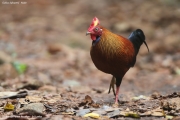 Gallus_lafayettii003.Male.Sinharaja_Forest_Reserve.Sri_Lanka.26.11.2018