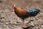 Gallus_lafayettii004.Male.Sinharaja_Forest_Reserve.Sri_Lanka.26.11.2018