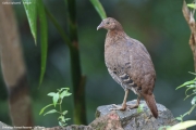 Gallus_lafayettii008.Female.Sinharaja_Forest_Reserve.Sri_Lanka.25.11.2018