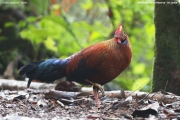 Gallus_lafayettii010.Male.Sinharaja_Forest_Reserve.Sri_Lanka.26.11.2018