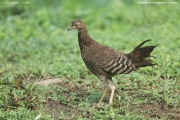 Gallus_lafayettii011.Female.Sinharaja_Forest_Reserve.Sri_Lanka.27.11.2018