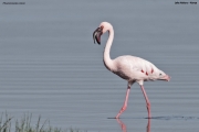 Phoeniconaias-minor004.Lake-Nakuru-N.P.Kenia_.6.12.2014