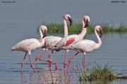Phoeniconaias-minor005.Lake-Nakuru-N.P.Kenia_.6.12.2014