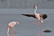 Phoeniconaias-minor007.Lake-Nakuru-N.P.Kenia_.7.12.2014