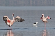 Phoeniconaias-minor010.Lake-Nakuru-N.P.Kenia_.7.12.2014