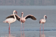 Phoeniconaias-minor011.Lake-Nakuru-N.P.Kenia_.7.12.2014