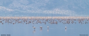 Phoeniconaias-minor014.Lake-Natron.Tanzania.27.03.2013