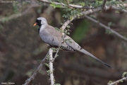 Oena-capensis002.Awash_.Ethiopia.27.11.2019