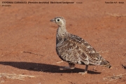 017.Pterocles_decoratus02.Female.Tsavo_East_N.P.Kenia.PJ.21.09.2011