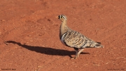 Pterocles_decoratus05.Male.Tsavo_East_N.P.Kenia.21.09.2011