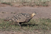 017.Pterocles_gutturalis02.Female.Masai_Mara_N.R.Kenia.11.12.2014