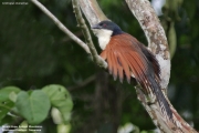Centropus_monachus004.Nyassoso.Kamerun.19.02.2012