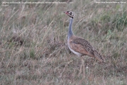 021.020.Eupodotis_senegalensis001.Male.Masai_Mara_N.R.Kenia.12.12.2014