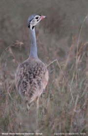 Eupodotis_senegalensis006.Male.Masai_Mara_N.R.Kenia.12.12.2014