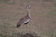 Lissotis_melanogaster010.Masai_Mara.Kenia.12.12.2014