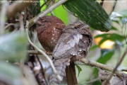 Batrachostomus-moniliger002.Sinharaja-Forest-Reserve.Sri-Lanka.18.03.2022.IMG_1618