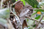 Batrachostomus-moniliger003.Sinharaja-Forest-Reserve.Sri-Lanka.18.03.2022.IMG_1634