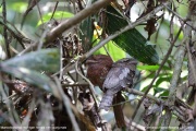 Batrachostomus-moniliger004.Sinharaja-Forest-Reserve.Sri-Lanka.18.03.2022.IMG_1790