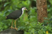 Amaurornis phoenicurus005.Sinharaja Forest Reserve.Sri Lanka.27.11.2018
