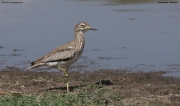 Burhinus_senegalensis008.Okolice_Debre_Birhan.Etiopia.28.11.2009