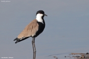 Vanellus-spinosus020.Lake-Beseka.Ethiopia.28.11.2019