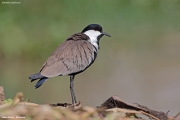 Vanellus-spinosus022.Lake-Ziway.Ethiopia.10.12.2019