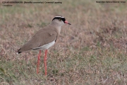 041.052.Vanellus_coronatus001.Masai_Mara_N.R.Kenia.12.12.2014
