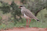 Vanellus-coronatus014.Yabelo.Ethiopia.4.12.2019