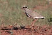 Vanellus-coronatus015.Negele.Ethiopia.2.12.2019