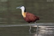 Actophilornis_africanus014.Ziway_Lake.Etiopia.21.11.2009
