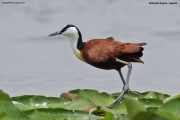 Actophilornis_africanus015.Mabamba_Swamp.Uganda.PJ.5.03.2011