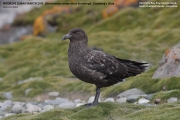 051.006.02.Stercorarius antarcticus lonnbergi001.King George Is.South Shetland Islands.Antarctica.17.01.2019