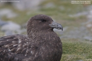 Stercorarius antarcticus lonnbergi003.King George Is.South Shetland Islands.Antarctica.17.01.2019