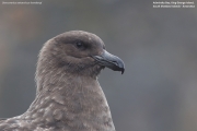 Stercorarius antarcticus lonnbergi006.King George Is.South Shetland Islands.Antarctica.18.01.2019
