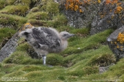 Stercorarius antarcticus lonnbergi020.Chick.King George Is.South Shetland Islands.Antarctica.17.01.2019