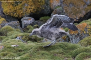 Stercorarius antarcticus lonnbergi022.Chick.King George Is.South Shetland Islands.Antarctica.20.01.2019