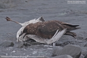 Stercorarius antarcticus lonnbergi050.King George Is.South Shetland Islands.Antarctica.2.02.2019