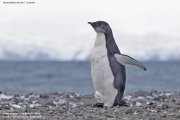 Aptenodytes_forsteri008.Juv.King_George_Is.South_Shetland_Islands.Antarctica.25.01.2019