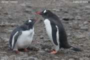 Pygoscelis-papua177.King-George-Is.South-Shetland-Islands.Antarctica.30.01.2019