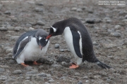 Pygoscelis-papua178.King-George-Is.South-Shetland-Islands.Antarctica.30.01.2019