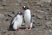 Pygoscelis-papua183.King-George-Is.South-Shetland-Islands.Antarctica.21.01.2019
