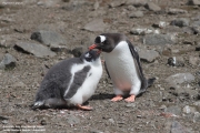 Pygoscelis-papua185.King-George-Is.South-Shetland-Islands.Antarctica.21.01.2019