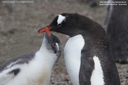 Pygoscelis-papua190.King-George-Is.South-Shetland-Islands.Antarctica.21.01.2019